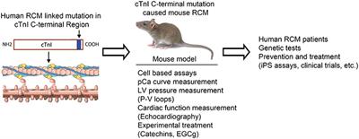 Restrictive Cardiomyopathy Caused by Troponin Mutations: Application of Disease Animal Models in Translational Studies